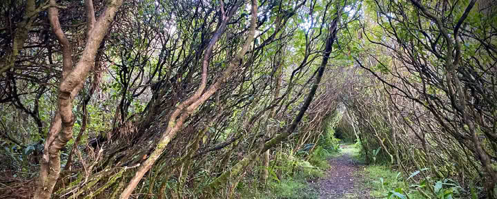 Vandringstur i regnskog