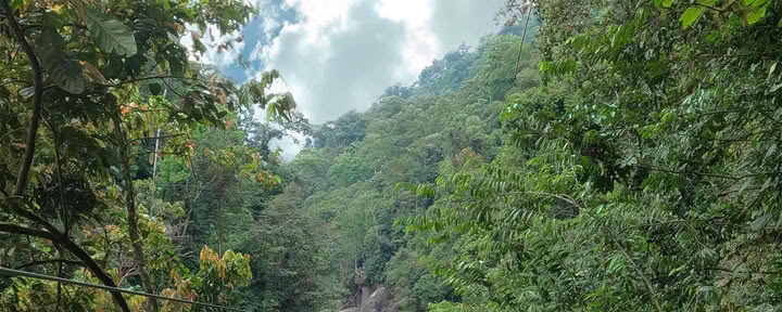 Zipline vid Pacuarefloden