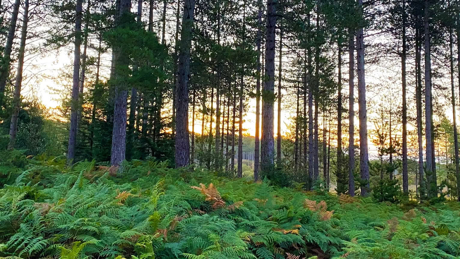 Själfull vagusnervsreset för höstdagsretreat
