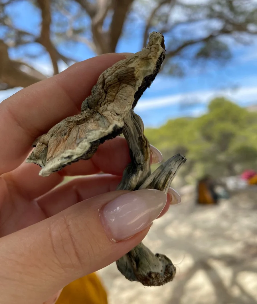 Psilocybinretreat
