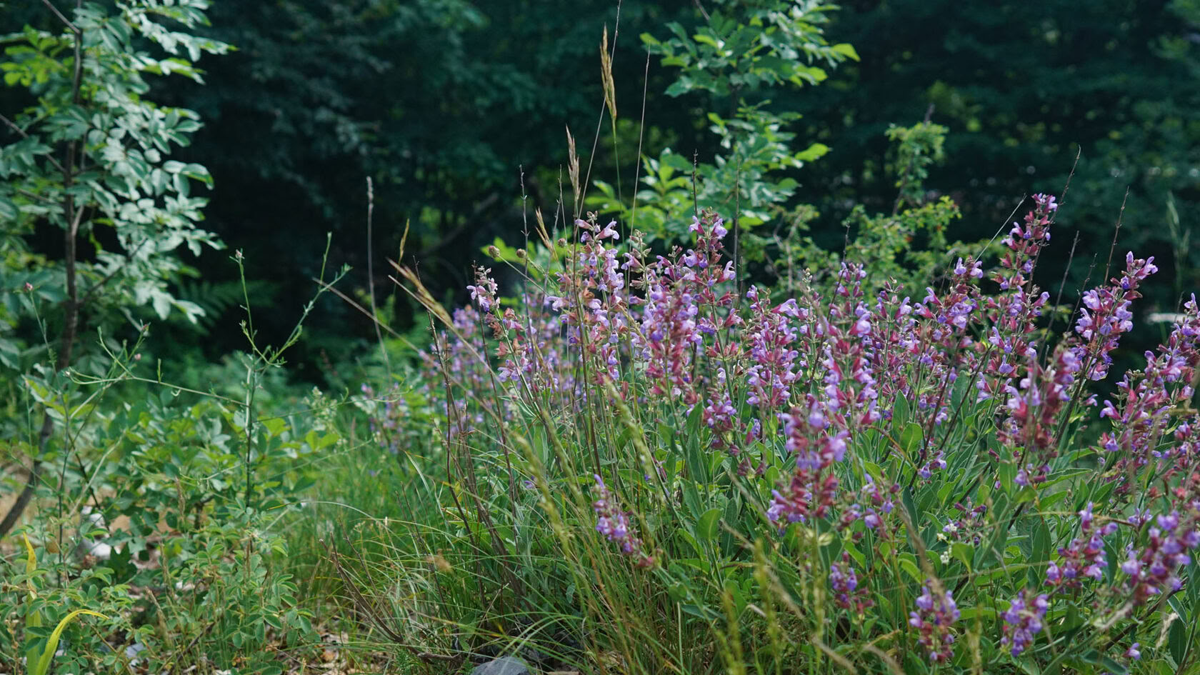 5 dagars yoga- och vandringsretreat