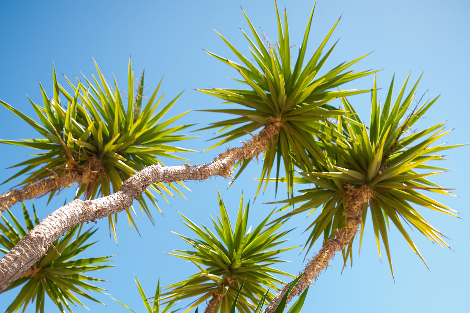 NOR: yogaretreat i Spanien