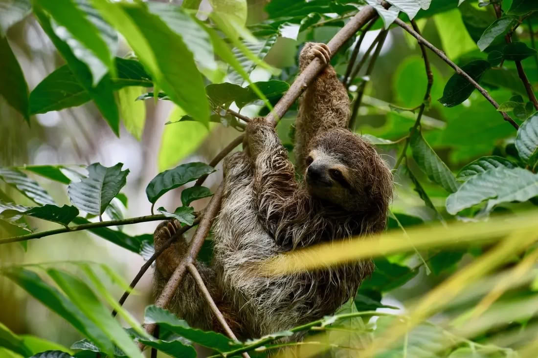 Naturens Lyckorus Retreat Costa Rica