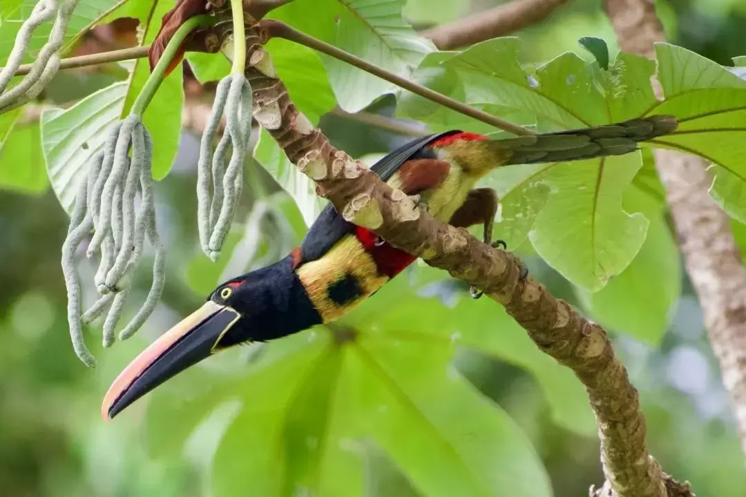 Naturens Lyckorus Retreat Costa Rica