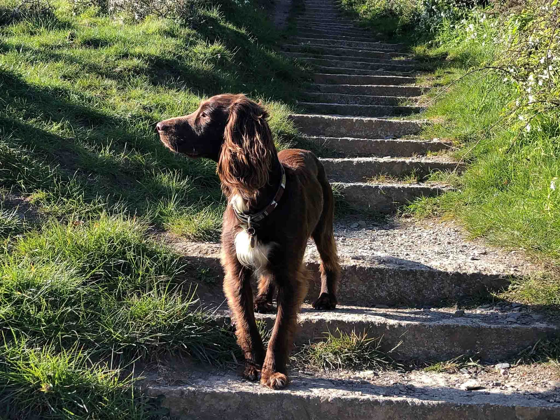 Yoga och promenader i Frankrike