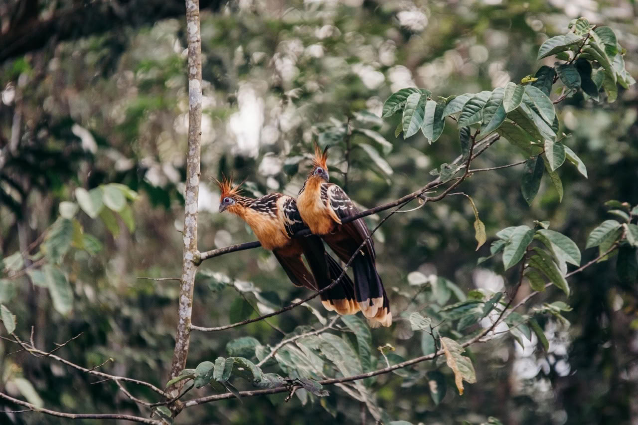 10-dagars reträtt i Amazonas