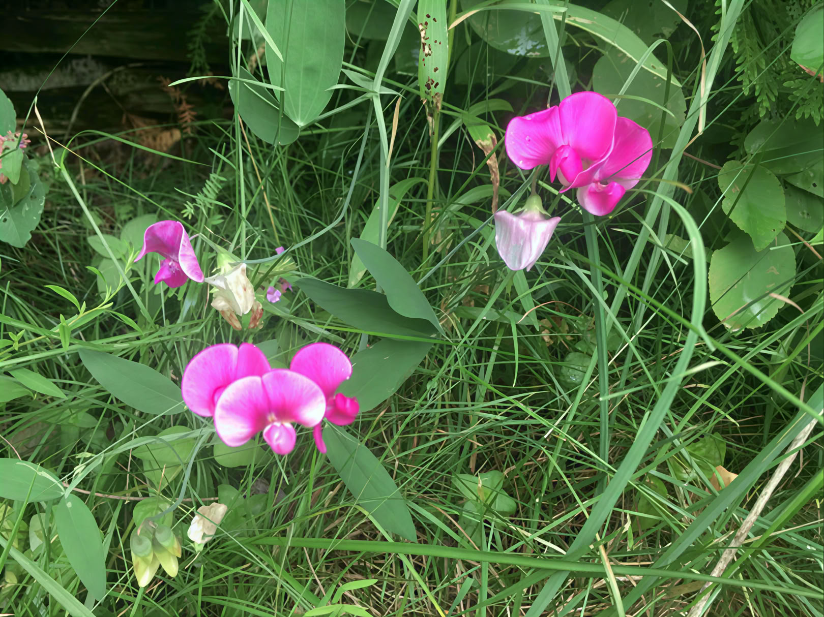 Faciliterad yoga i naturen
