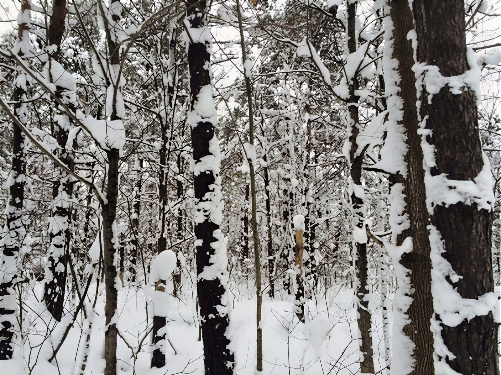 Växtmedicinsk retreat