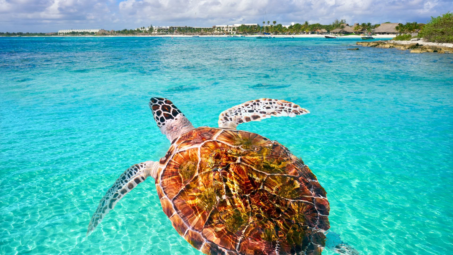 Akumal Wellnessretreat: Svit med havsutsikt