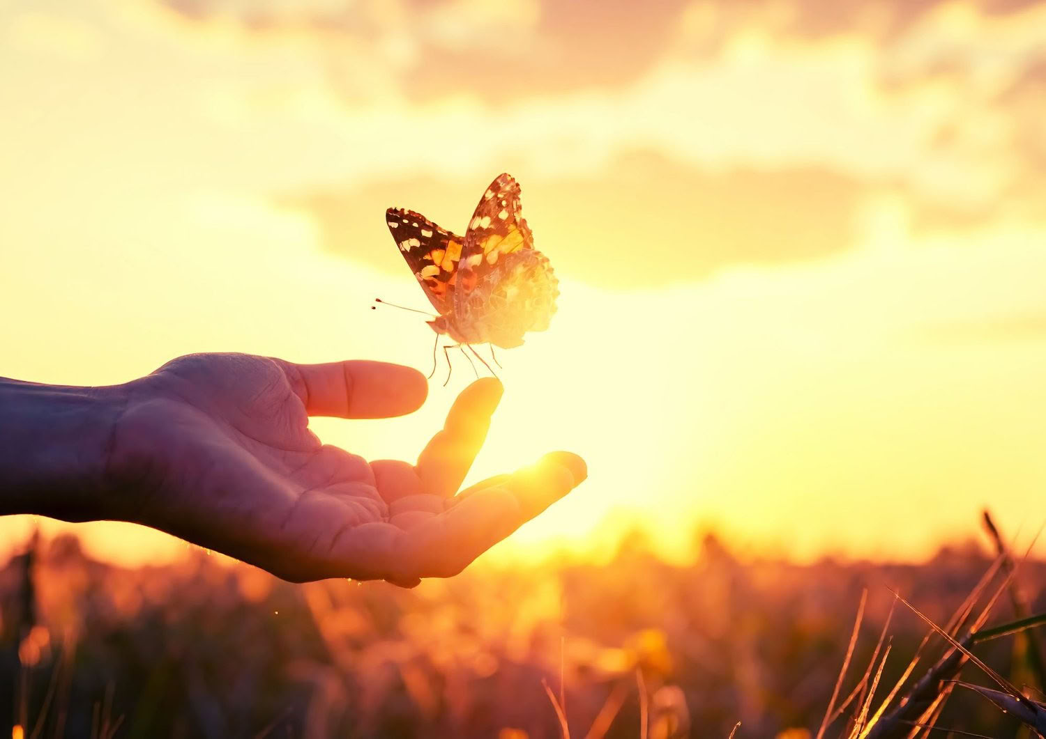 TRE (Trauma-/spänningsfrigörande övningar) workshop – Återställ ditt nervsystem — The Held Space – retreater och workshops för reglering av nervsystemet vid PTSD, CPTSD (komplex PTSD), ångest, utmattning, sorg, trauma, kronisk smärta,