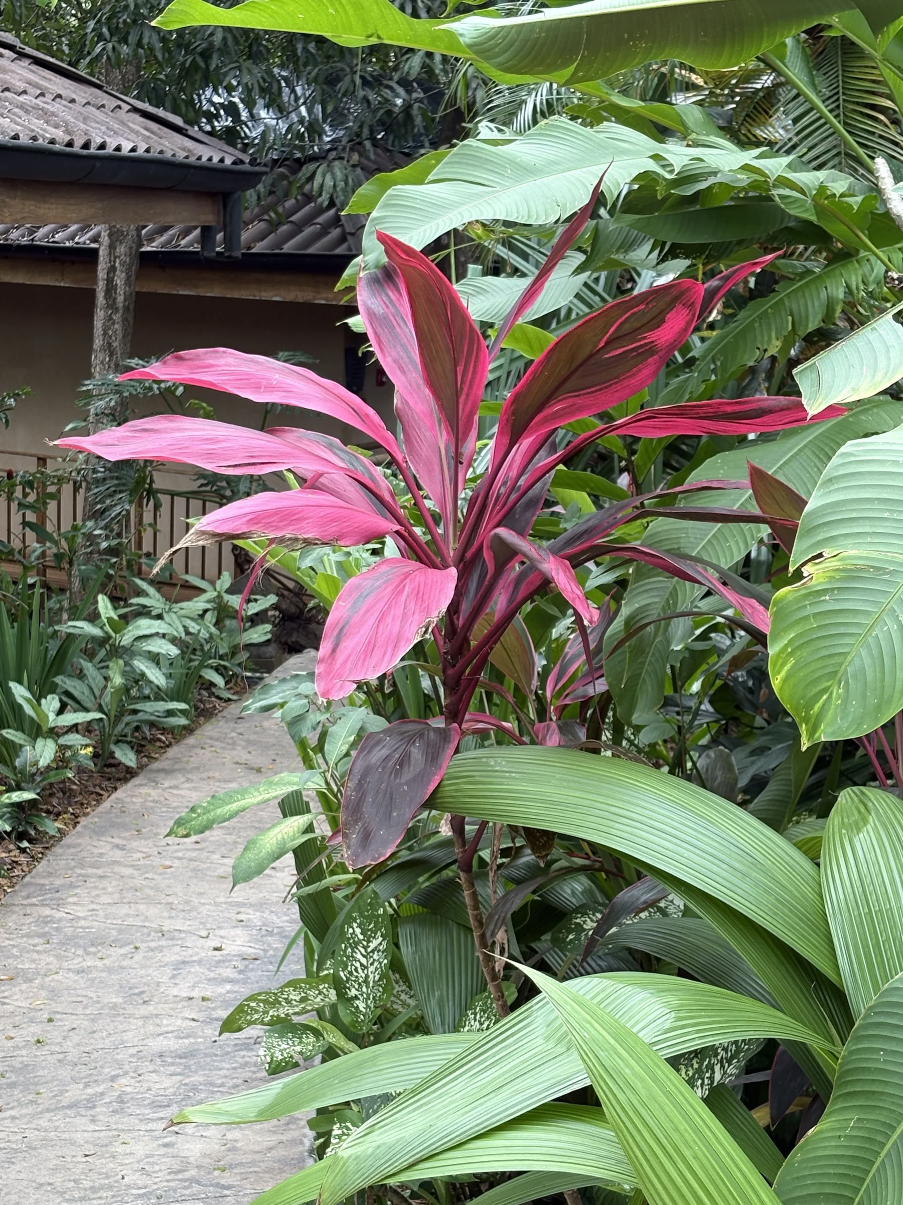 Retreat i Costa Rica januari 2027