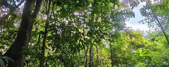 Naturalia retreat center | Ayahuasca-retreat i Peru