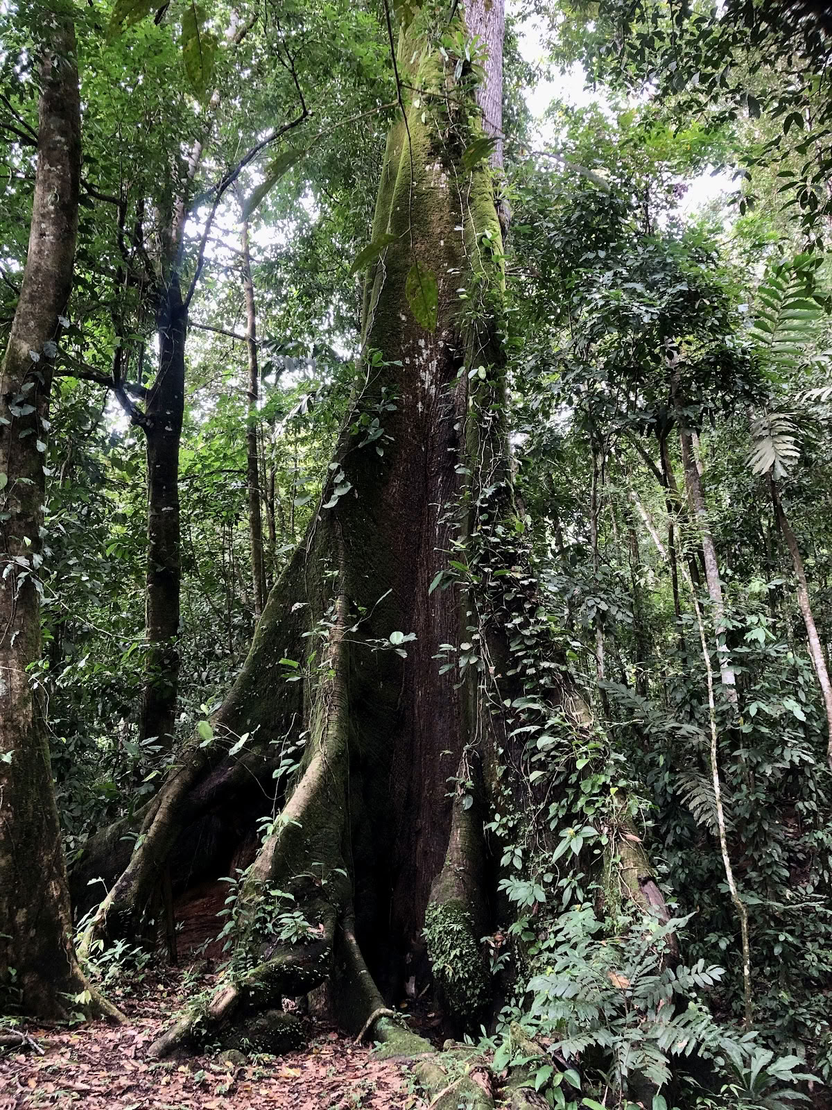 Yacumama Ekobyn
