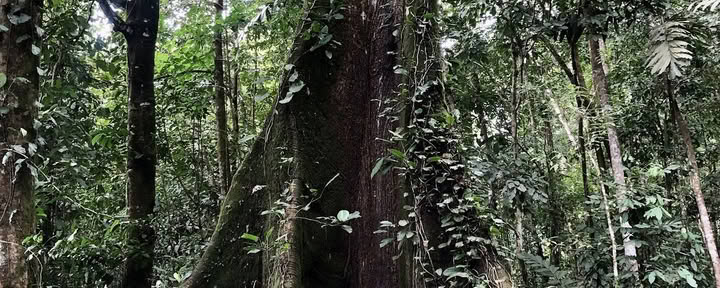 Yacumama Ekobyn