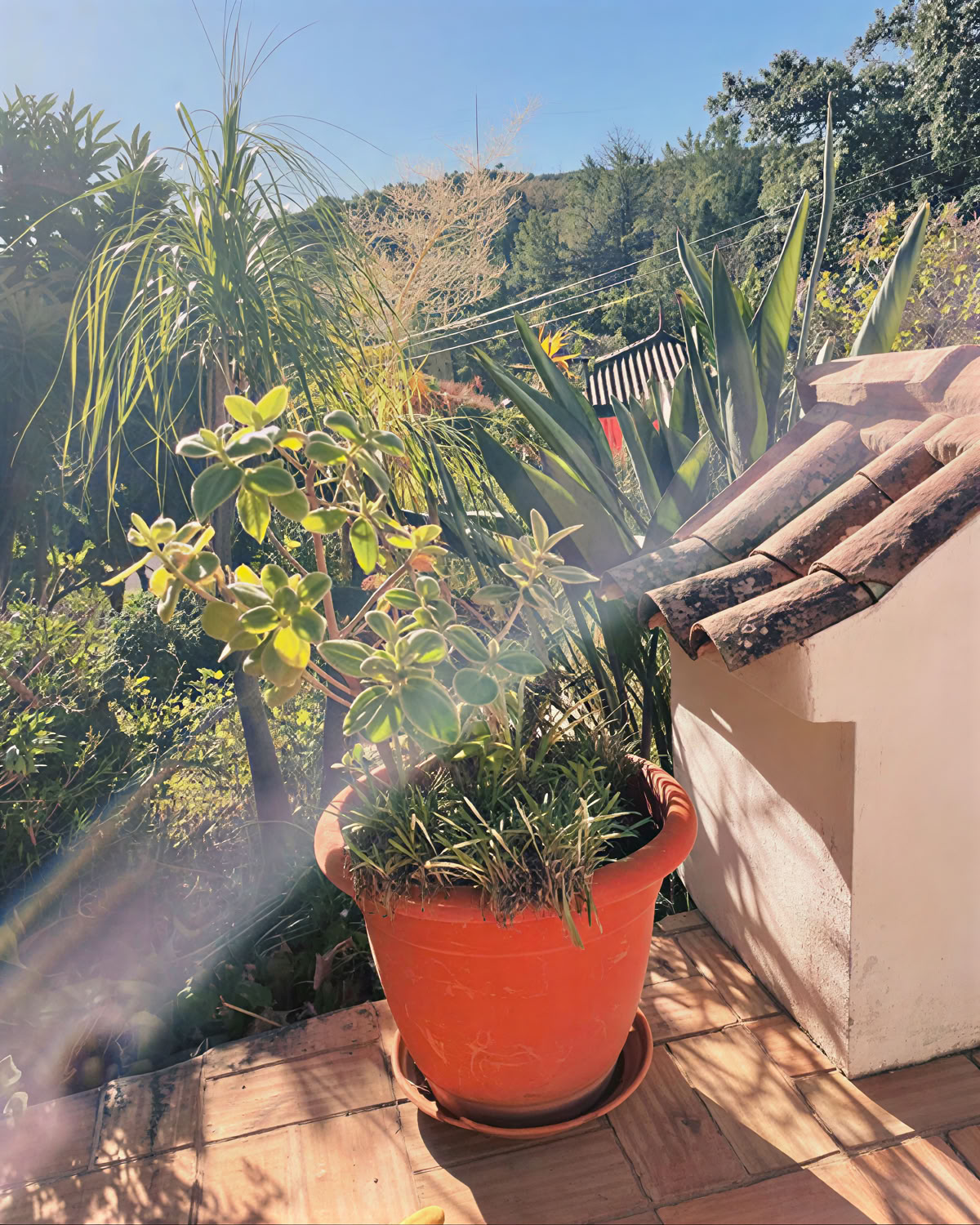 Juicedetox- och yogaretreat på Moinhos Velhos