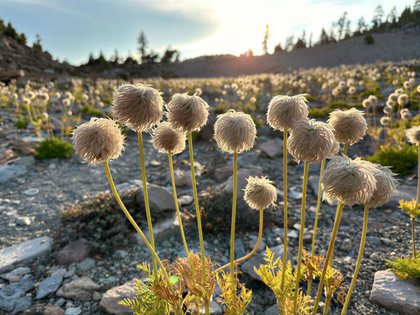 Stjärnljusvirvelturer