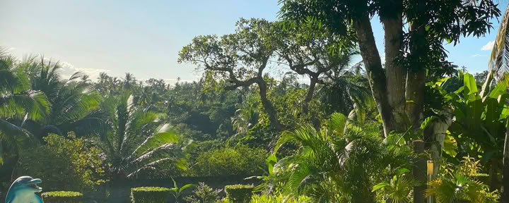 Ayahuasca-retreat i Brasilien