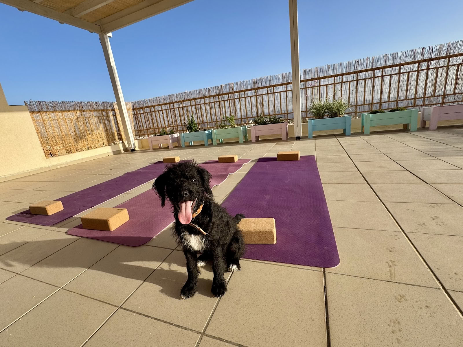 Valp-yogaretreat