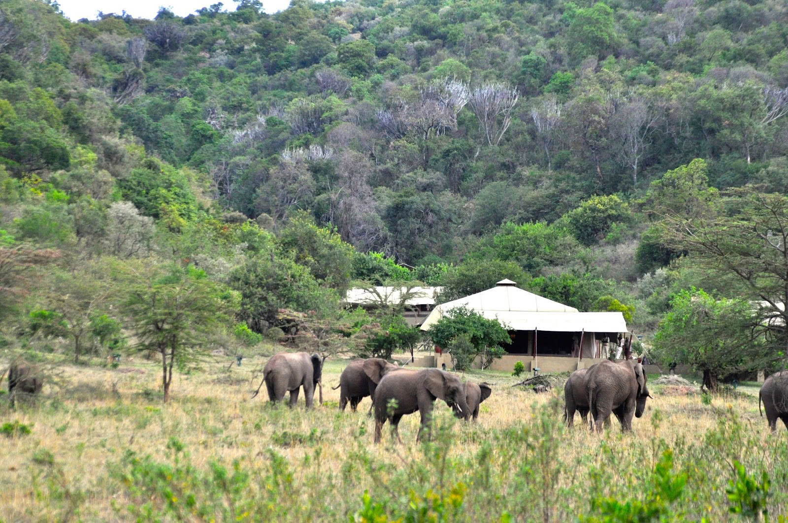 Safari och yoga