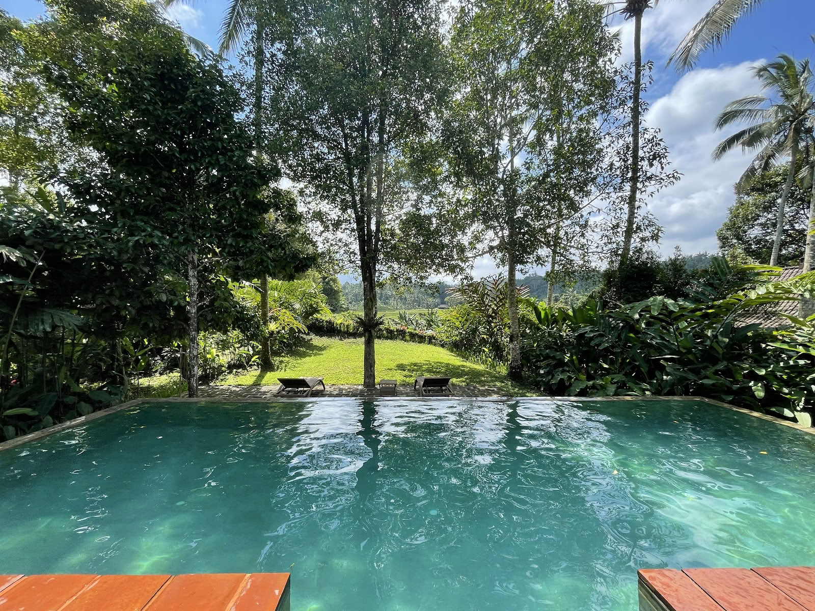 Kryddnejliketrädskullen - Bali ekoresort