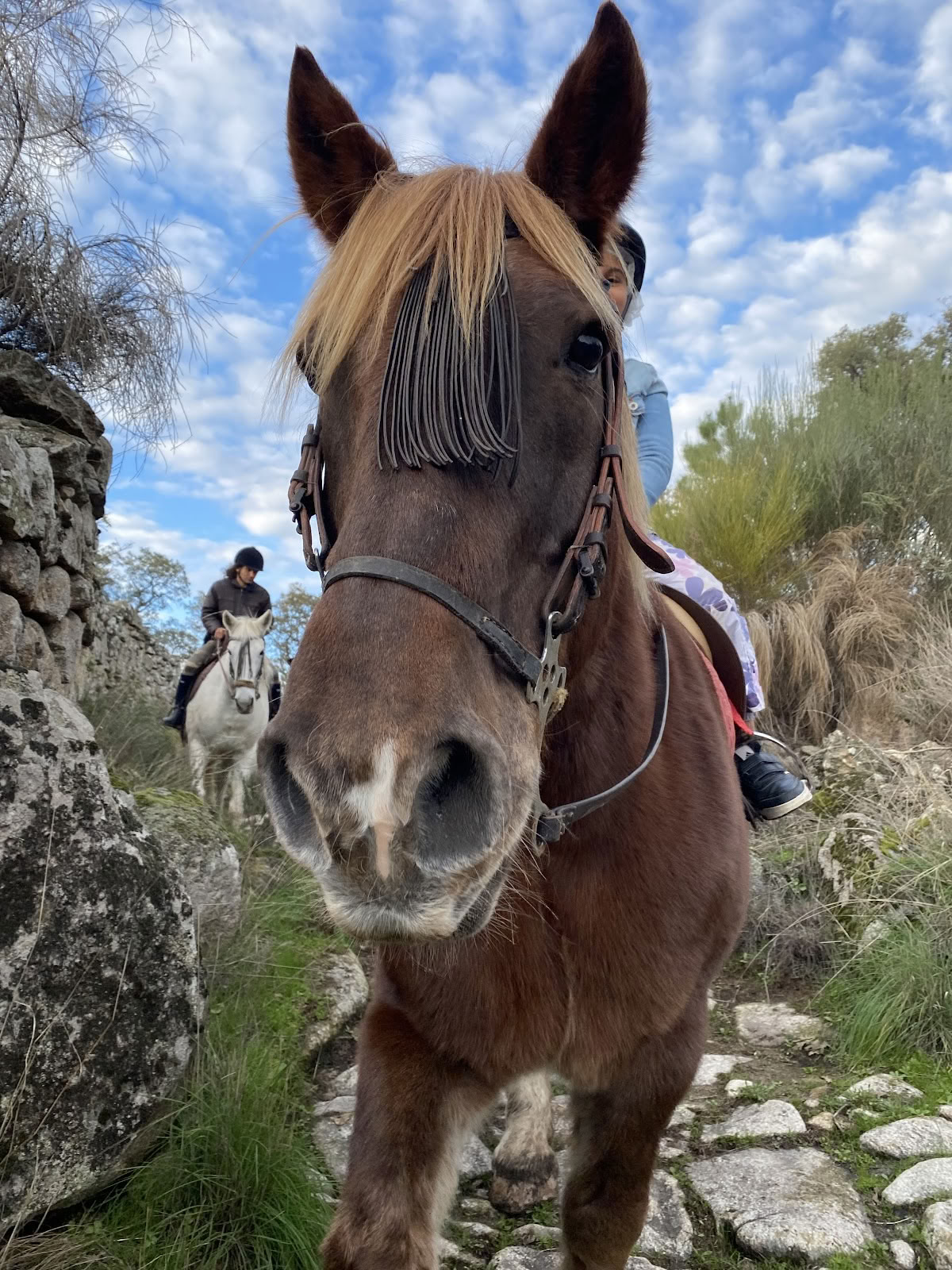 Marvão Hästar