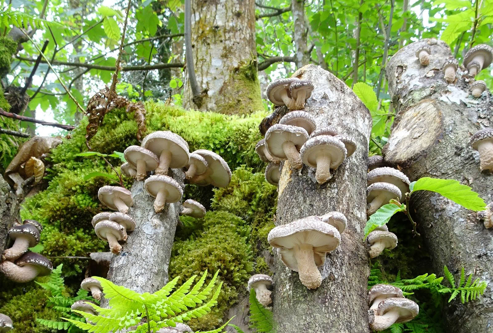 Naturens svampar