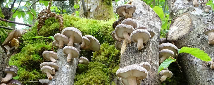 Naturens svampar