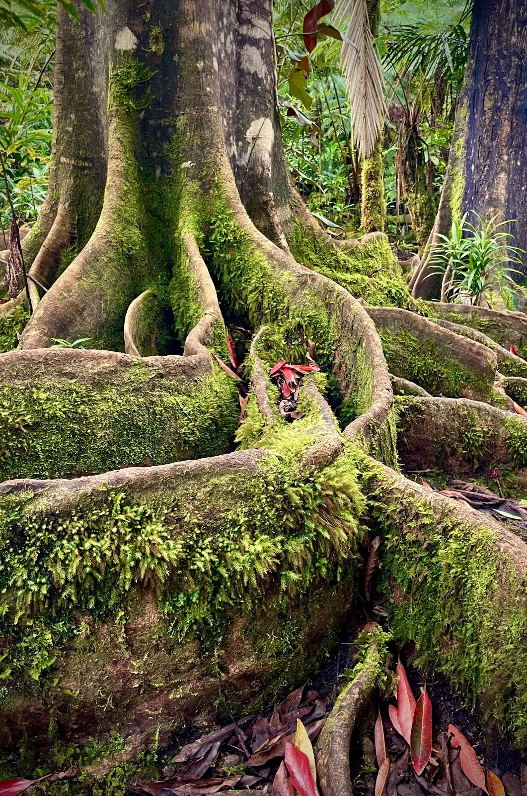 Kona molnskogssanctuary