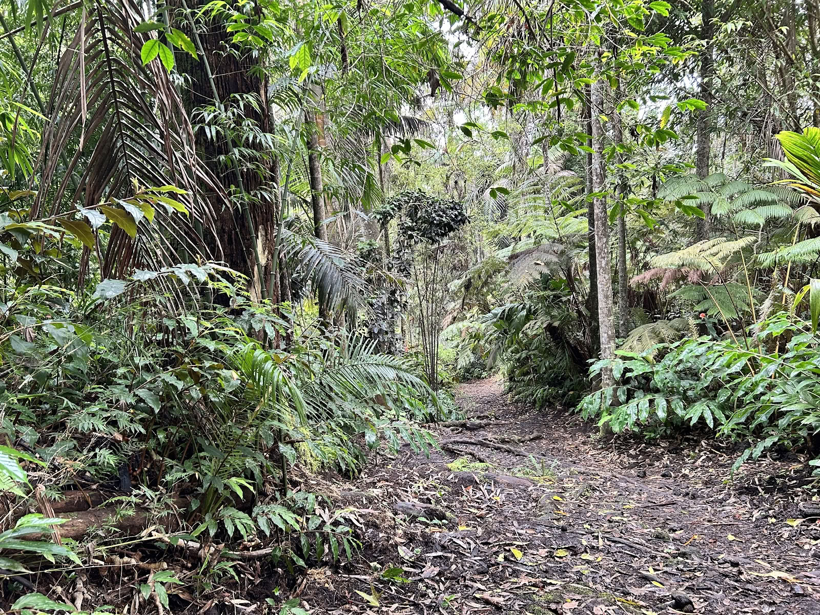 Kona molnskogssanctuary