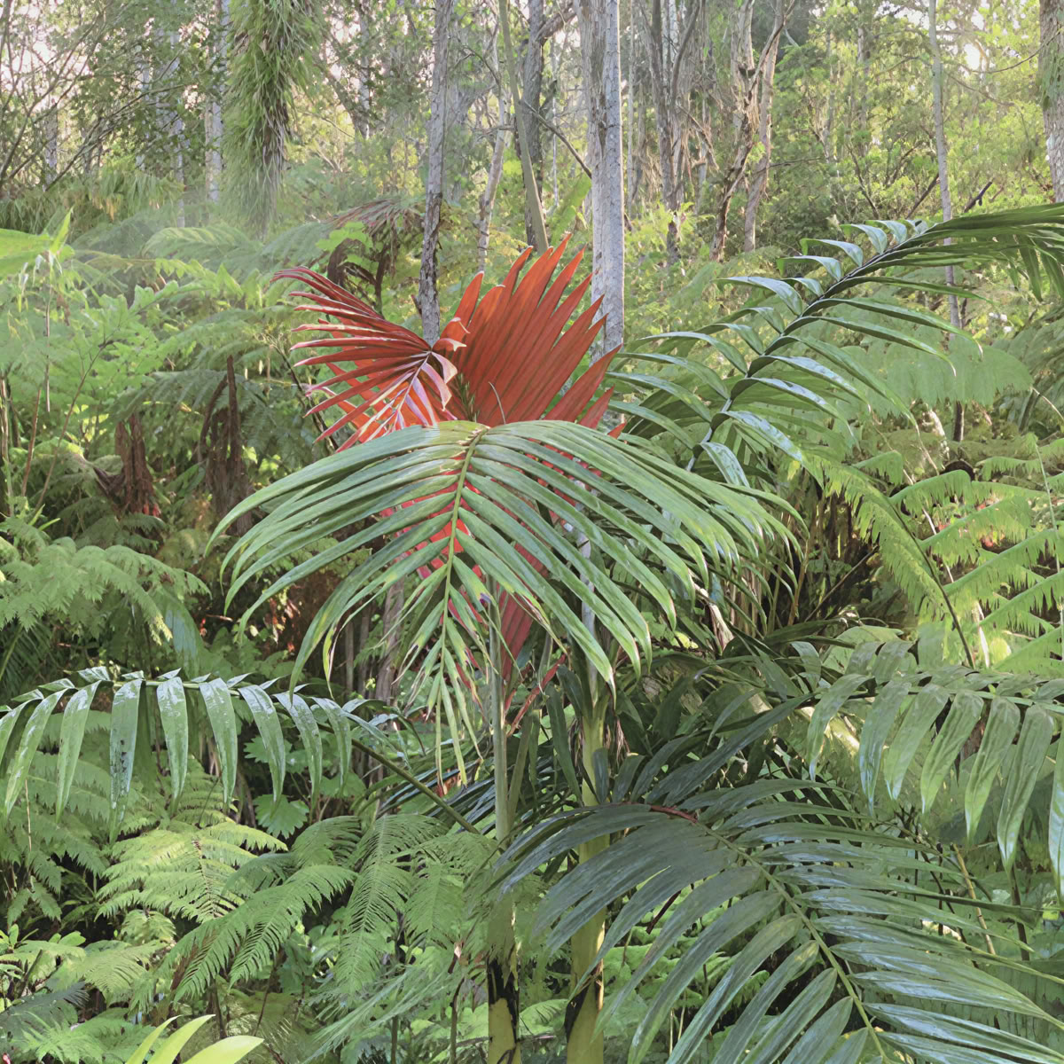 Kona molnskogssanctuary