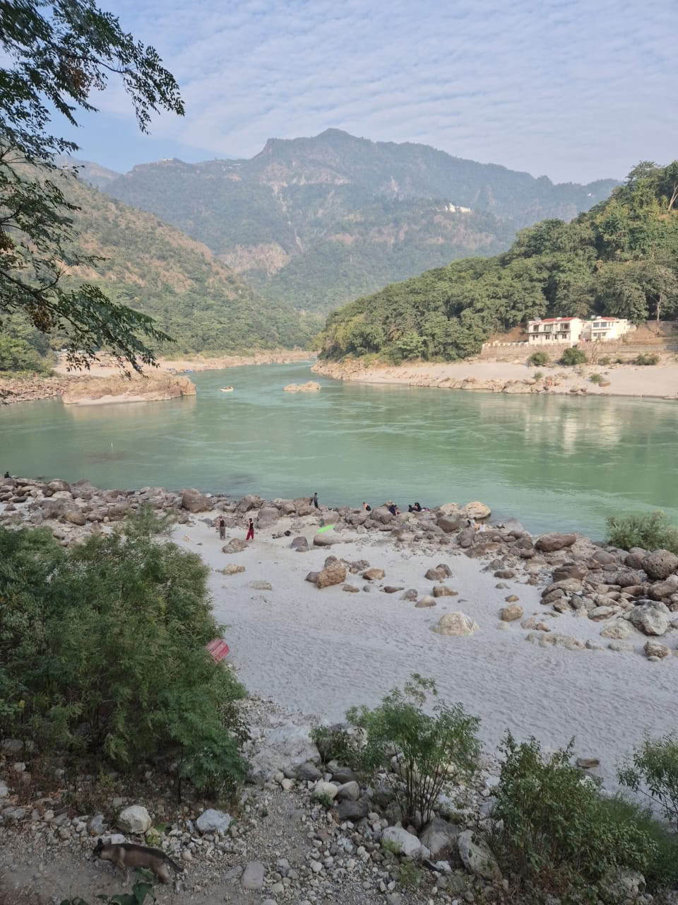 Ett Himalaya-träd vid Ganges, Rishikesh