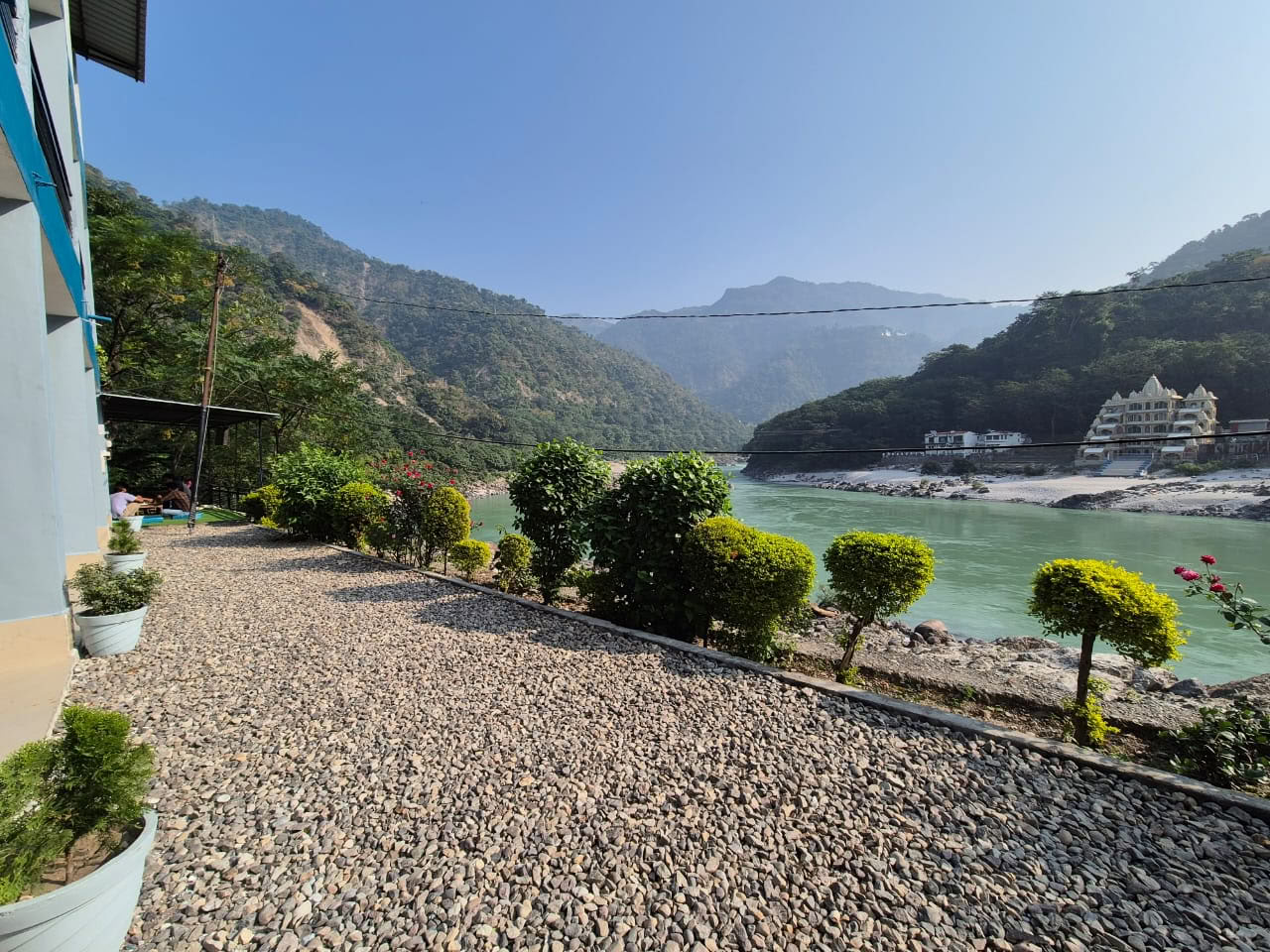 Ett Himalaya-träd vid Ganges, Rishikesh