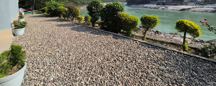 Ett Himalaya-träd vid Ganges, Rishikesh