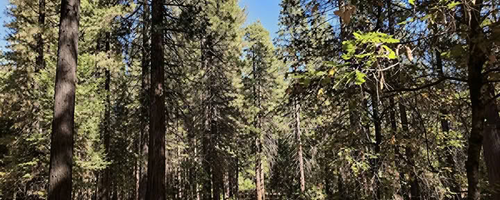Camp/RV - Tent